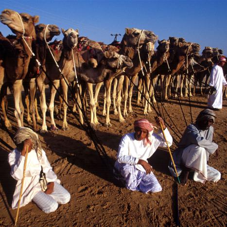 Beduinen mit Kamelen