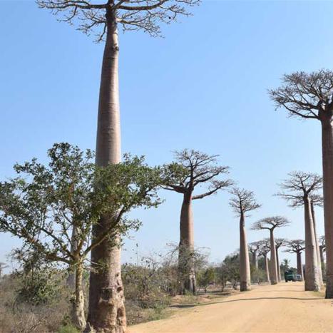 Baobab Avenue | Kopp Tours