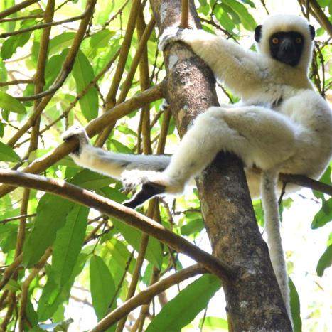 Lemur in Tsingy Bemaraha | Kopp Tours