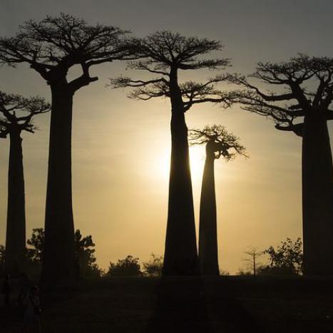 Baobab Bäume Madgaskar | Kopp Tours