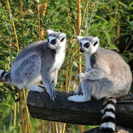 Lemuren Madagaskar | Kopp Tours